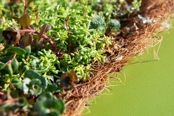 Close-up view of green roof substrate mat